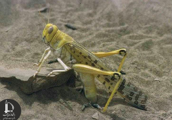 Grasshopper2