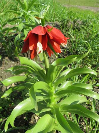 Fritillaria_imperialis_1