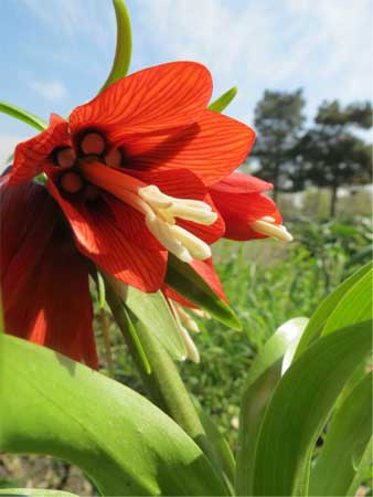 Fritillaria_imperialis_3